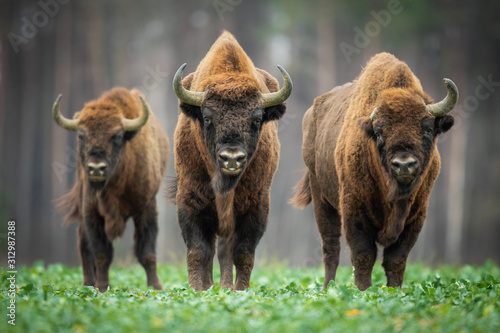 Fotografía European bison - Bison bonasus in the Knyszyn Forest (Poland)