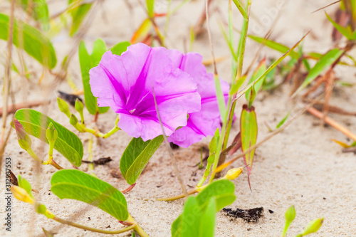 Cuadros en Lienzo Convolvulus arvensis or field bindweed