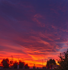 Wall Mural - Bloody sky sunset with saturated red and yellow clouds and purple sky with silhouette tree tops