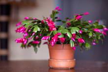 Christmas Cactus Flower In A Pot