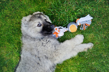 Fluffy Caucasian Baby Shepherd Dog