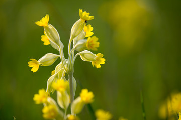 yellow cowslip flower