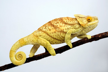 female Parson's chameleon / weibliches  Parsons Chamäleon (Calumma parsonii parsonii) 