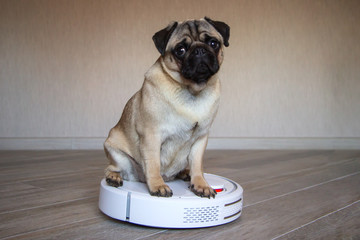 A pet pug is sitting on a white robot vacuum cleaner and controls the quality of cleaning