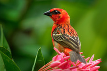 Madagascar Red Fody - Foudia Madagascariensis Red Bird On The Green And Palm Tree Found In Forest Clearings, Grasslands And Cultivated Areas, In Madagascar It Is Pest Of Rice Cultivation