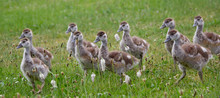 Group Of Young Ducks On Green Grass