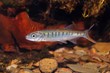 Senegal minnow Raiamas senegalensis in freshwater aquarium