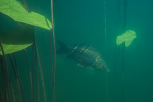 Adventurous Picture Of Miror Carp In Nature Habitat. Huge Water Volume With Offshore Vegetation In Green Tones Color With Big Fish In The Middle.