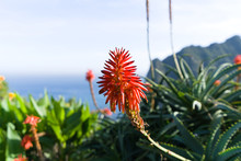 Tritomas Flower With Flying Bees, Background Picture, Flower Of Madeiras Coastline Near Santana