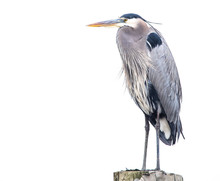 Low Country Blue Heron