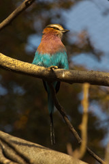 Wall Mural - The Lilac-breasted roller (Coracias caudatus).