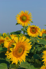 yellow sunflowers in a field in summer against a blue sky. focus on sunflower