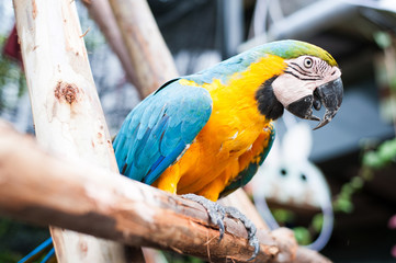 Cute bright colorful parrot on the tree