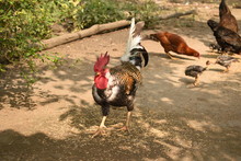 A Naked Neck Rooster Chicken Feeding Paddy