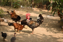 A Naked Neck Rooster Chicken And Chicks Feeding Paddy