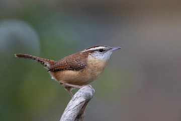 Wall Mural - Carolina wren perched on a branch on a backyard feeder