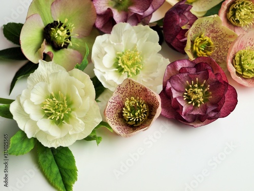 沢山のクリスマスローズの花びら 白背景 Comprar Esta Foto De Stock Y Explorar Imagenes Similares En Adobe Stock Adobe Stock