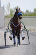 Harness Racing action at racetrack 