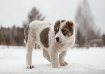 Spotted puppy of breed Alabay on a background of winter nature. Central asian shepherd dog. Pet Favorite