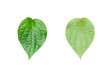 Green betel leaf on the white background.