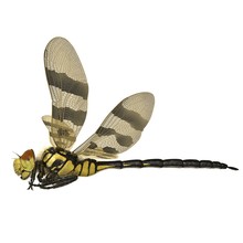 3d Rendered Halloween Pennant Dragonfly