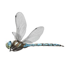 3d Rendered Paddle Tailed Darner Dragonfly Isolated On White Background