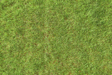 Grass texture. Green barley texture from the golf course for background.