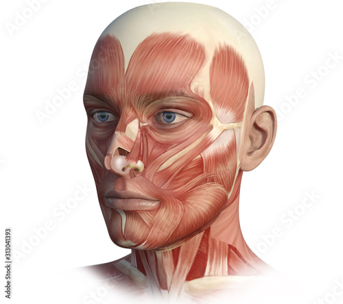 Cuadros en Lienzo Face, head, anatomy digital illustration
