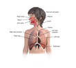 3d render respiratory system anatomy