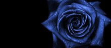 Blue Rose On A Black Background. Rose In Droplets Of Water. 2020 Trend Color. Copy Spaces