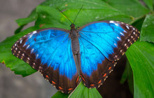 Morpho Peleides, The Peleides Blue Morpho, Common Morpho Or The Emperor Is An Iridescent Tropical Butterfly Found In Mexico, Central America, Northern South America, Paraguay And Trinidad.