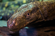 Varanus Salvadorii Is A Species Of Monitor Lizard Endemic To New Guinea. Its Common Names Include Crocodile Monitor, Papua(n) Monitor, Salvadori's Monitor And Artellia.