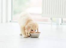 Retriever Puppy Eating From Bowl