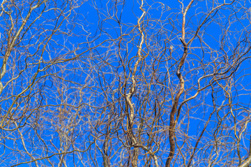 Bare branches of a curly tree on a background of blue sky