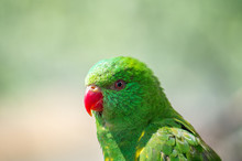 The Superb Parrot (Polytelis Swainsonii), Also Known As Barraband's Parrot, Barraband's Parakeet, Or Green Leek Parrot, Is A Parrot Native To South-eastern Australia.