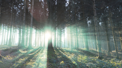 intense light rays in the forest