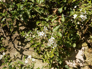 Canvas Print - (Solanum jasminoides) Morelle faux-jasmin, un arbuste ramifié au feuillage vert, grimpant, garni de petites fleurs blanc pur, étoilées et lobées, étamines jaunes, décorant vieux murs ou pergolas  