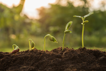 the seedling are growing from the rich soil to the morning sunlight that is shining, seedling, culti