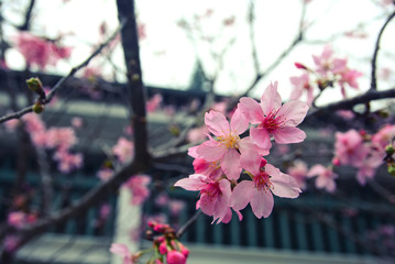 Wall Mural - Pink cherry blossoms on the tree