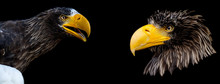 Sea Eagle Steller's With A Black Background