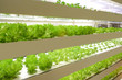 植物工場でレタスを栽培するイメージ