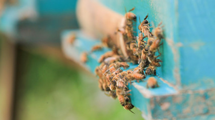 Wall Mural - bees and beehive on outdoors