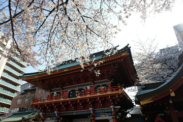 Wall Mural - 東京秋葉原の神田明神の桜のお花見風景