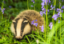 Badger Cub (Scientific Name: Meles Meles), In Spring Time With Flowering Bluebells.  Facing Forward.  Space For Copy.  Horizontal.