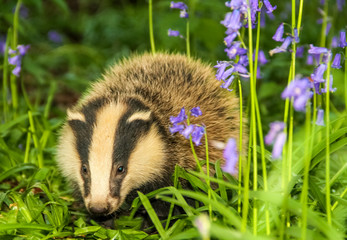 Wall Mural - Badger cub (Scientific name: Meles meles), in Spring time with flowering bluebells.  Facing forward.  Space for copy.  Horizontal.