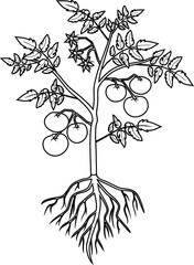 Sticker - Coloring page. Tomato plant with leaf, ripe tomatoes, flowers and root system isolated on white background