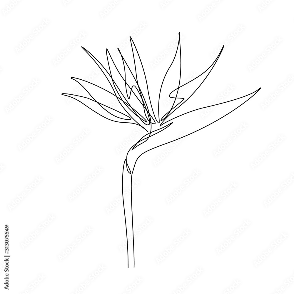 Exotic Strelitzia flower in one line art drawing style. Bird of paradise  flower minimalist black line sketch on white background. Vector  illustration Stock Vector | Adobe Stock