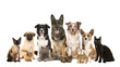 Large group of various domestic pets, dogs, cats, rabits and a guinea pig