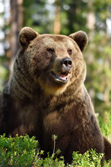Wall Mural - brown bear portrait in forest at summer