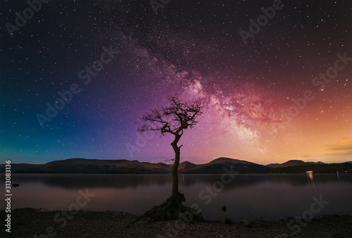 Fotomural A lone tree with milky way at the shore of Loch Lomond